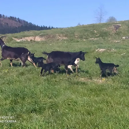 Astei Nekazalturismoa Bauernhof
